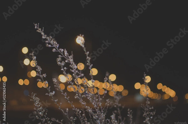 Obraz Abstract lights with flowers.