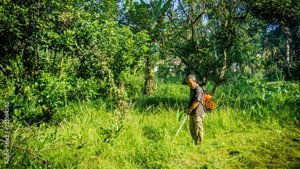 Fototapeta A middle aged man cutting the the thick bushes using the brush cutter machine under the scorching sun.