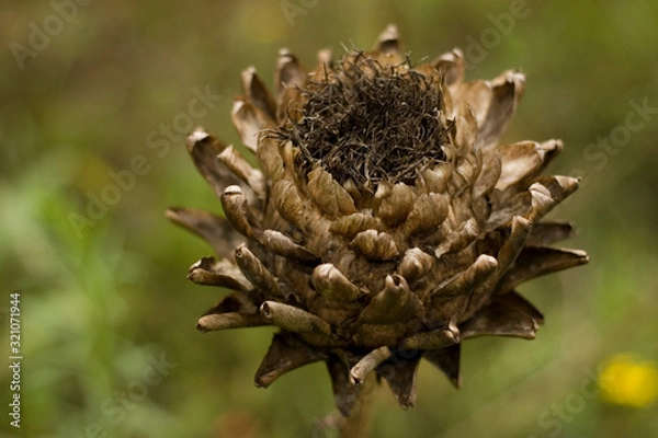 Obraz Artichoke
