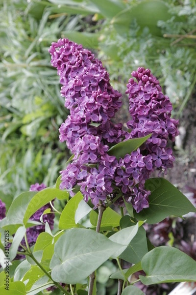 Obraz Butterfly bush