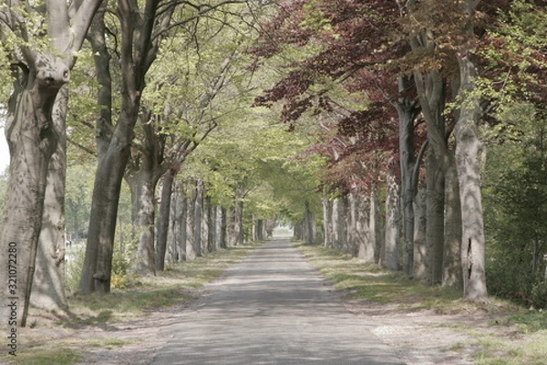 Obraz path in the forest