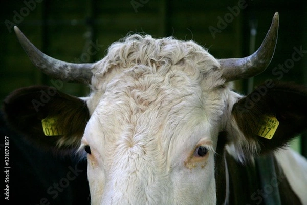 Obraz cow