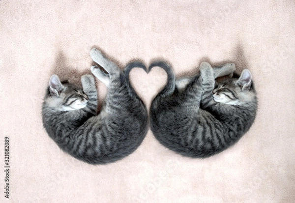 Fototapeta on a light beige pastel fluffy blanket a pair of small gray kittens sleeps folded their tails in the heart of the mine space