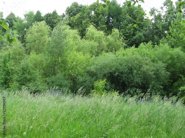 Obraz grass field near a forest