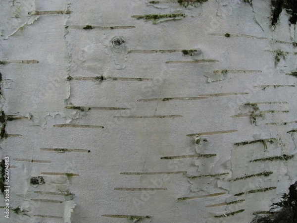 Obraz Birch bark