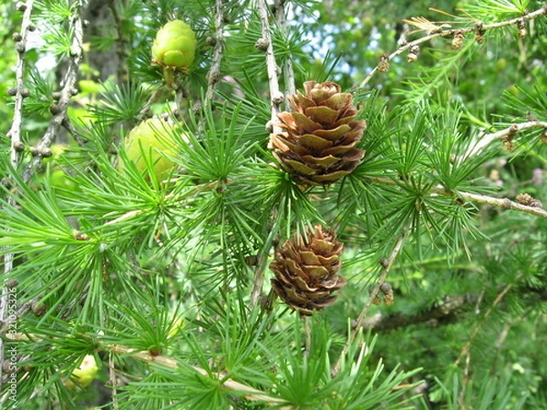 Obraz pine cone on a branch