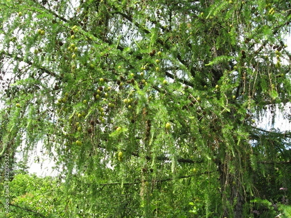 Obraz tree in the garden