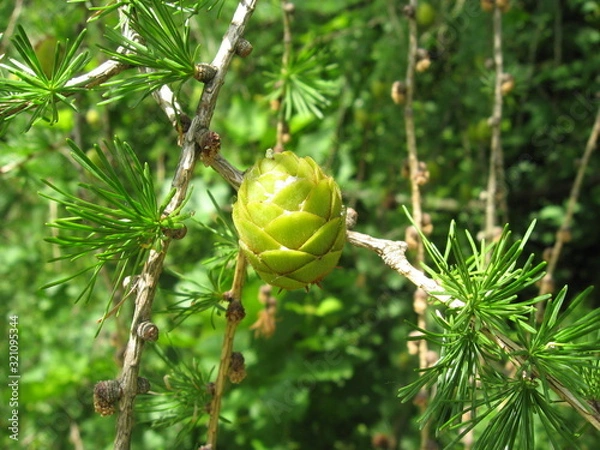 Obraz pine cone on tree