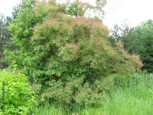 Obraz Bush with flowers