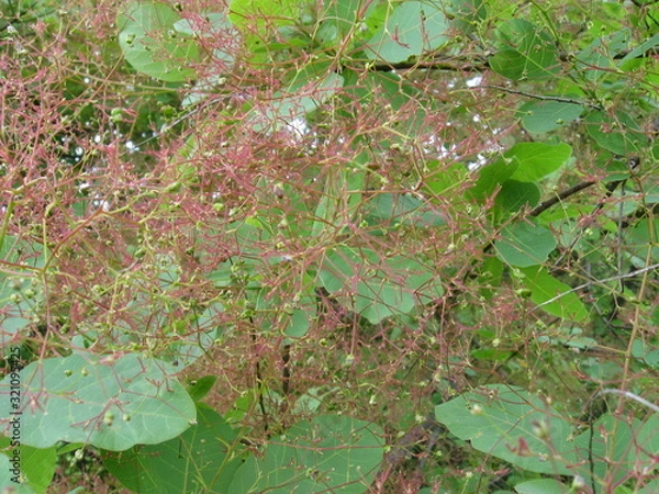Obraz Bunch with flowers