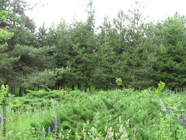 Obraz spring in the forest