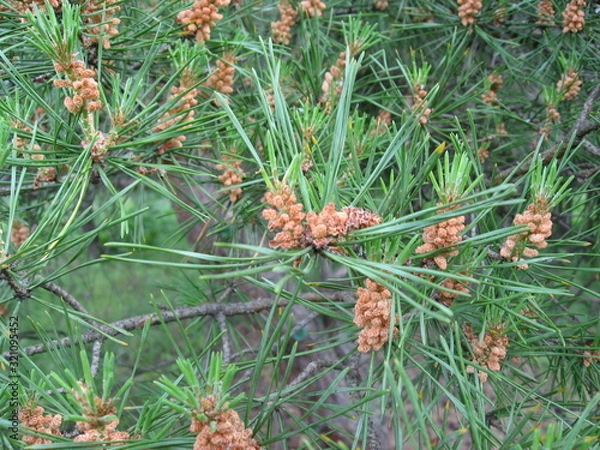 Obraz pine tree branch with cones