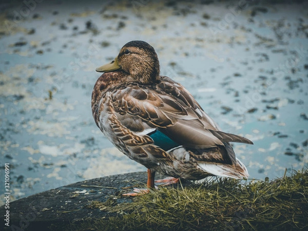 Fototapeta Proud duck