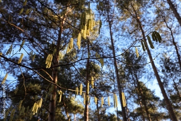 Fototapeta branch with hazelnut pollen