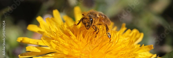 Obraz Honigbiene im Blütenstaub