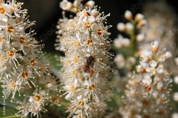 Fototapeta Mauerbiene