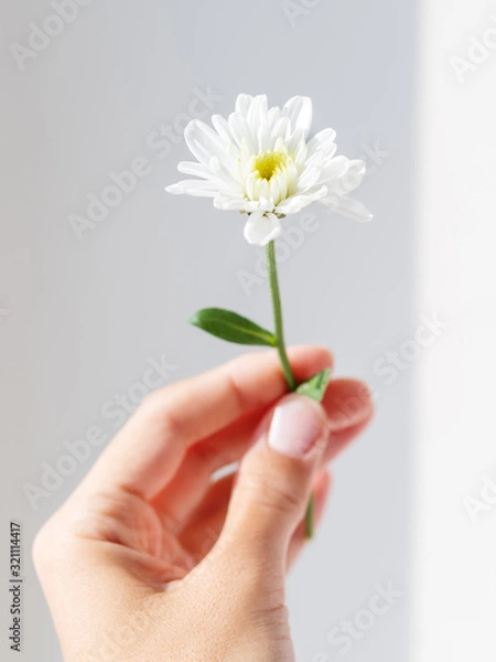 Fototapeta Hand with chrysanthemum flower.  Woman is holding blooming flower on grey shadowed background.