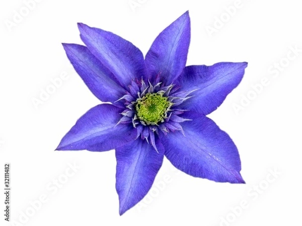 Fototapeta Clématite