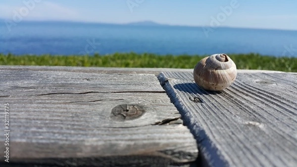 Obraz Snail on wood