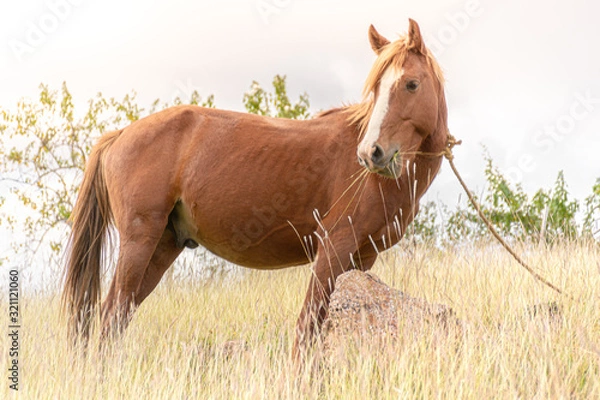 Fototapeta Caballo comiendo