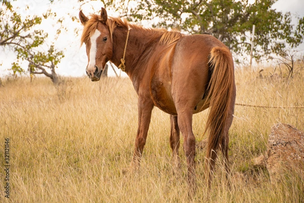 Fototapeta Caballo comiendo