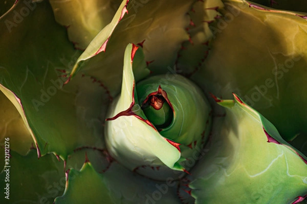 Fototapeta Close-up a agave