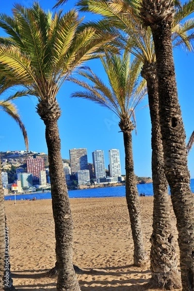 Fototapeta palm trees on the beach