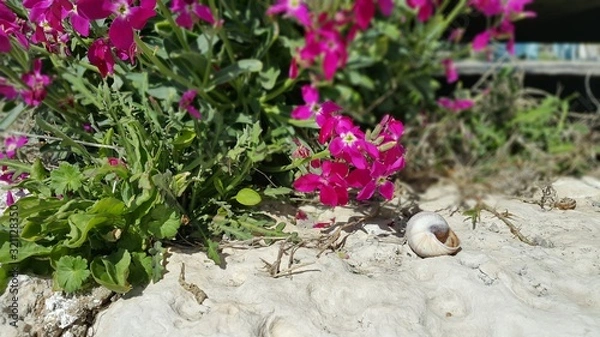 Obraz Flowers and snail