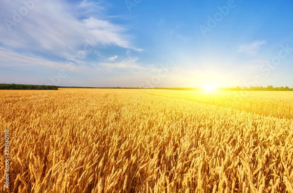 Fototapeta Field of Golden wheat under the blue sky
