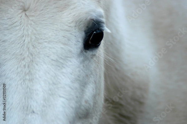 Fototapeta Equine Vision #5