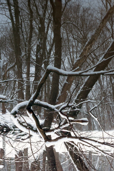 Fototapeta Winter Reflection #3