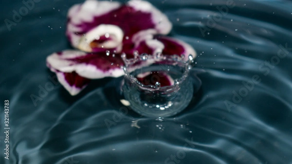 Fototapeta Mauve orchids flower on blue  water and splashes. Water splash. Drops. Close up. Out of focus.