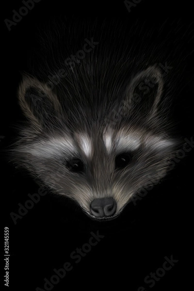 Obraz raccoon