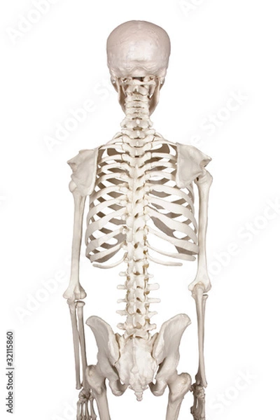 Obraz spine- white backround