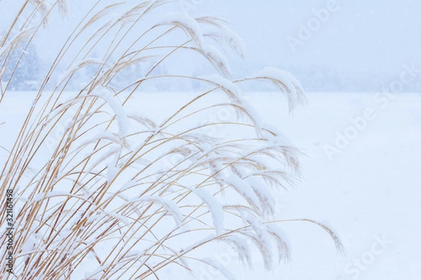 Fototapeta 雪の情景　冬の朝　ススキ