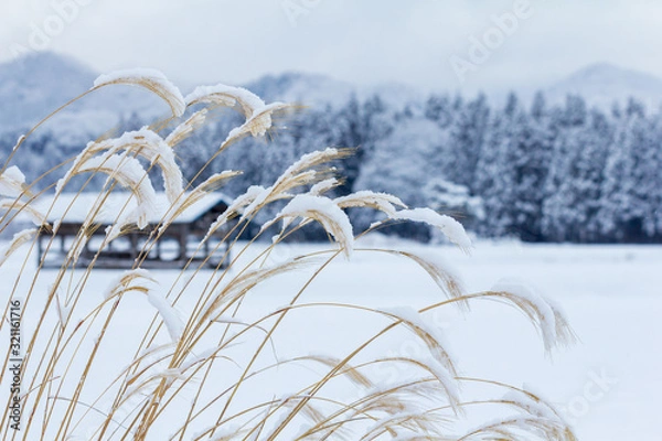 Fototapeta 雪の情景　冬の朝　ススキ