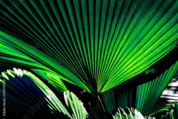 Fototapeta Palm tree leaf with its beautiful pattern