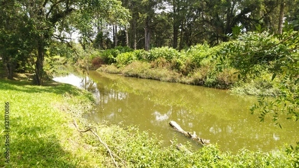 Fototapeta river in the forest