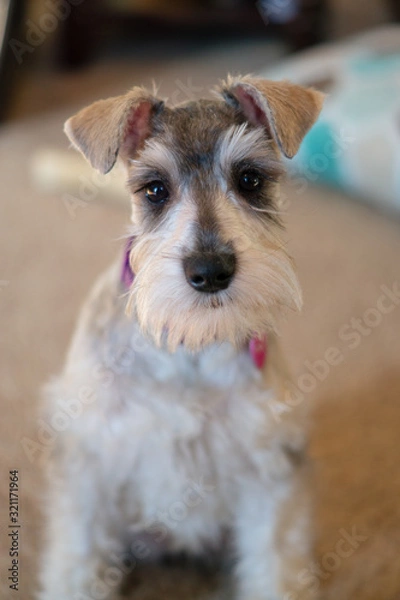 Obraz miniature schnauzer puppy tan background