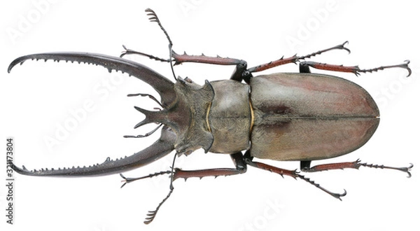 Obraz Cicero planeti Planet, 1899