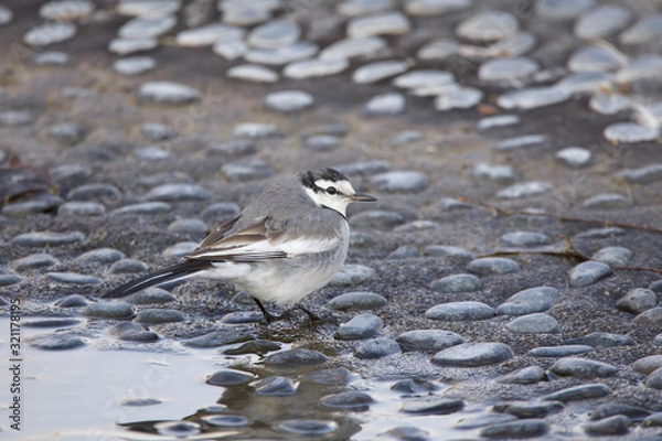 Obraz ハクセキレイ