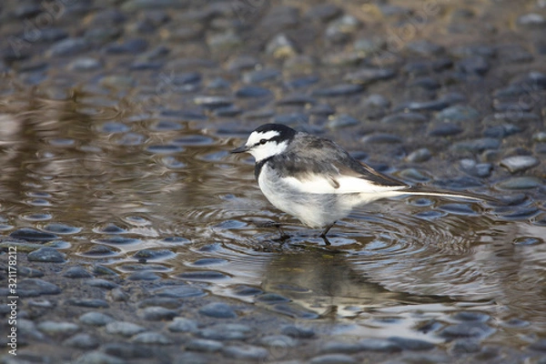 Obraz ハクセキレイ