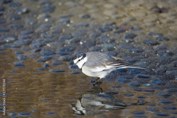 Obraz ハクセキレイ