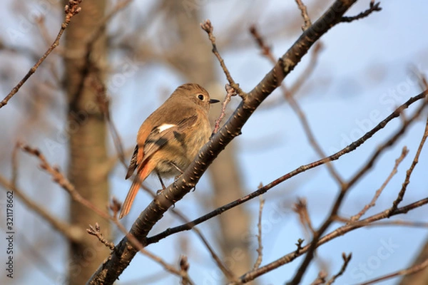 Obraz ジョウビタキ