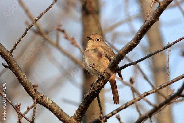 Obraz ジョウビタキ