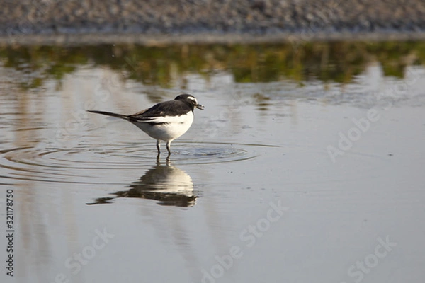 Obraz セグロセキレイ