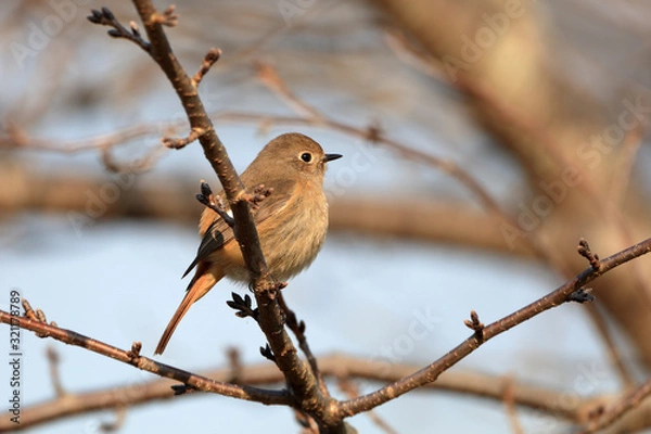 Obraz ジョウビタキ