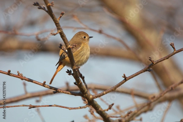 Obraz ジョウビタキ