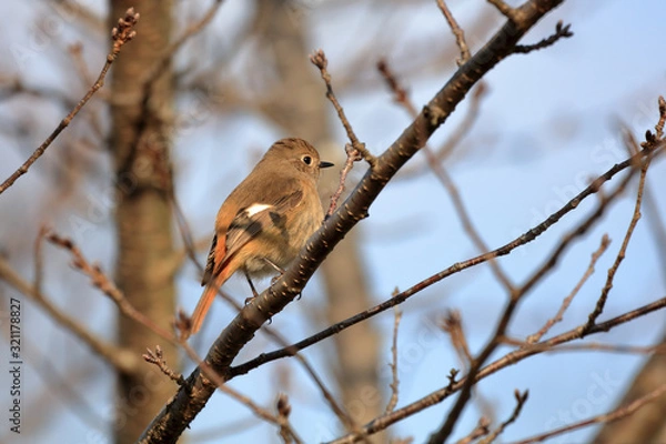 Obraz ジョウビタキ