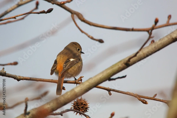 Obraz ジョウビタキ